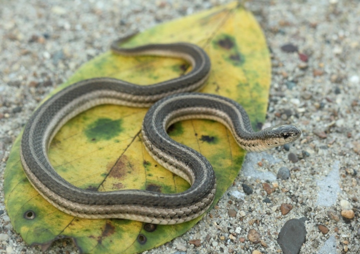 Lined Snake